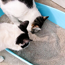 two cats sniffing their litter box